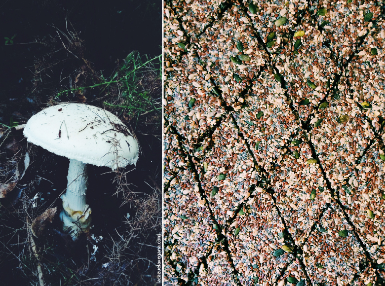 Crackers de semillas