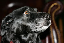 our Molly...June 1999 - July  24, 2011