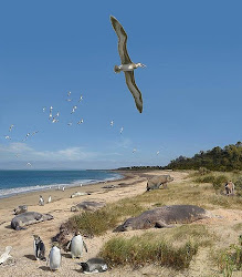 bird sea pelagornis found giant fossil largest ancient exist flying birds wingspan bayside australia animal earth australian beach info echoes