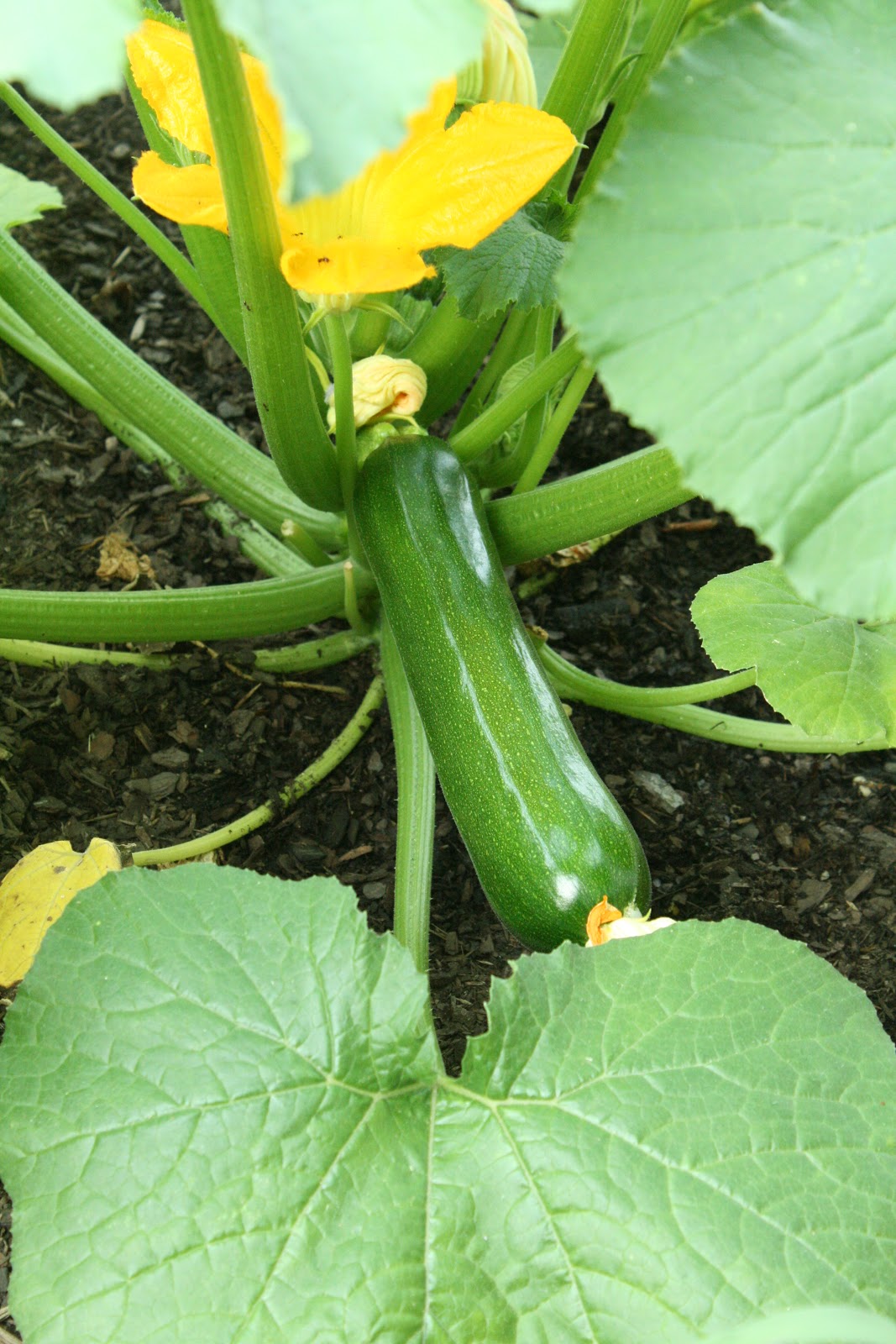 Joe's Garden Hand Pollinating Zucchini