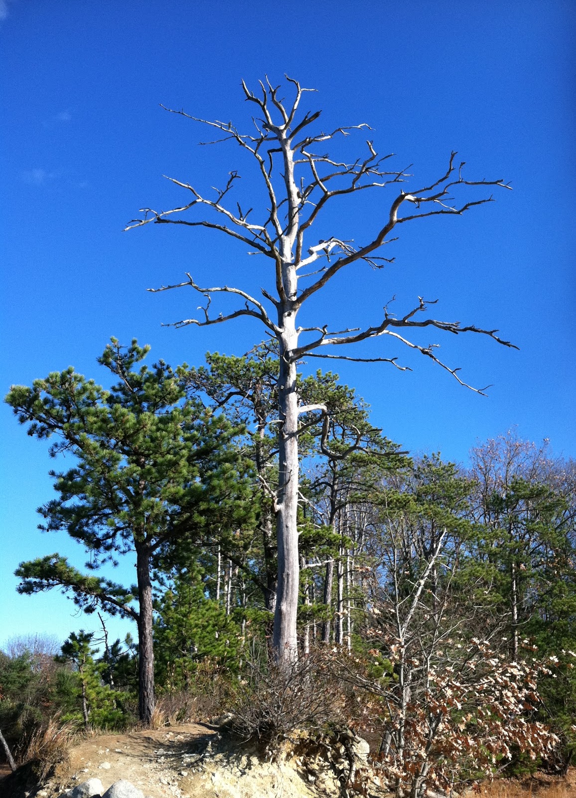 Spicebush Log Pitch Pine Point
