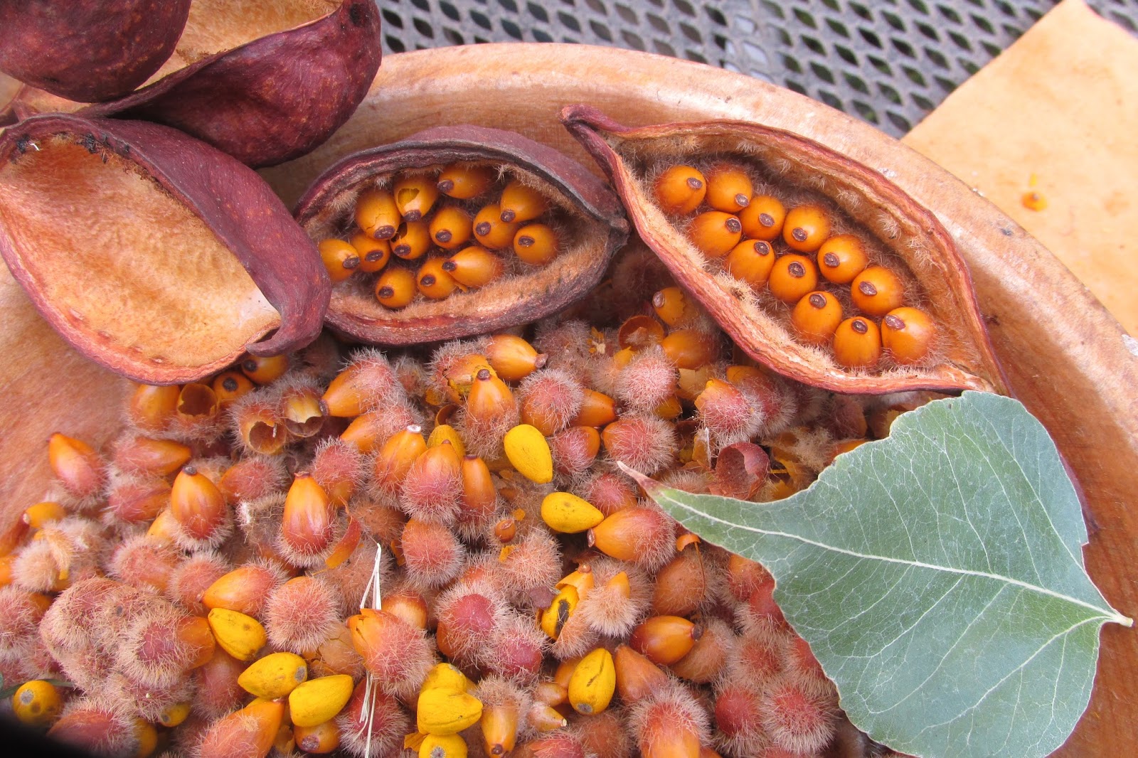 Voice In The Wilderness The Kurrajong Tree from DownUnder
