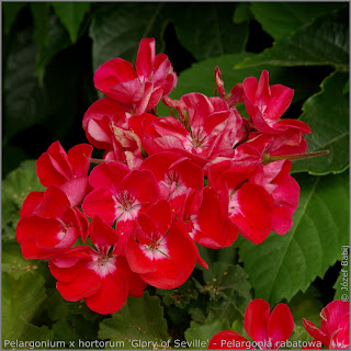 Pelargonium x hortorum 'Glory of Seville' flowers  - Pelargonia rabatowa 'Glory of Seville'   kwiaty