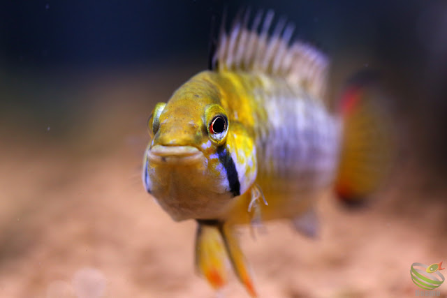 Apistogramma cf. hoignei(sp.Tame)