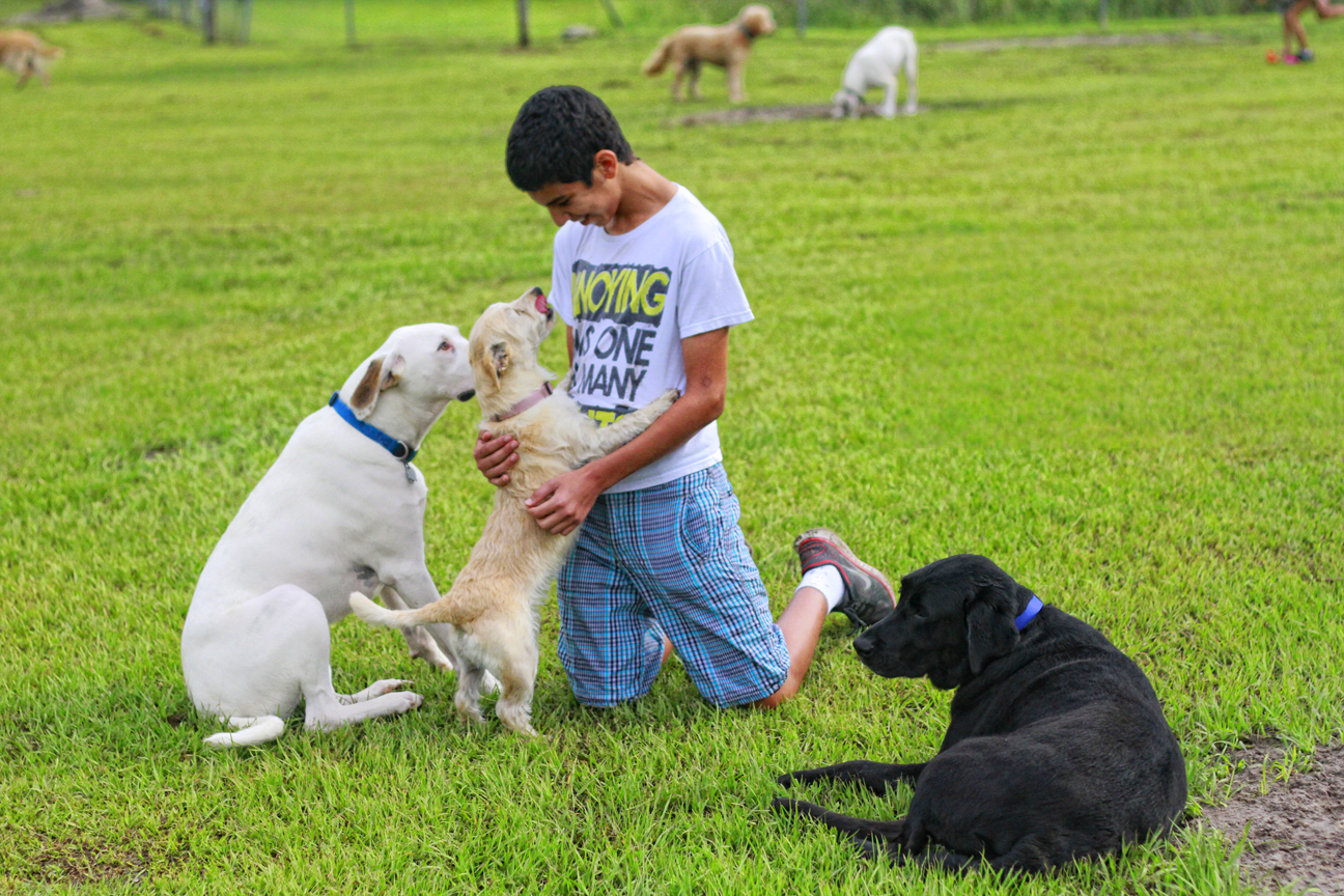 The Doglando Blog Orlando Dog Grooming Orlando Dog Training Dog