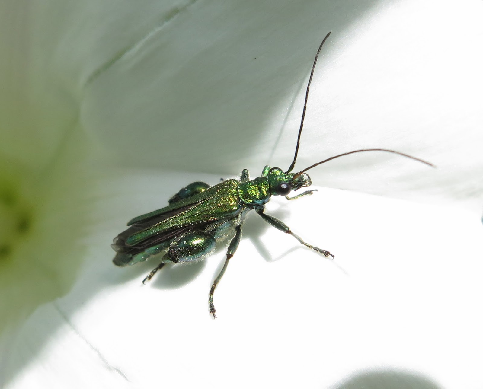 Swollen-thighed Beetle (Oedemera (Oedemera) nobilis) June 25th 2014 on convolvulus flower