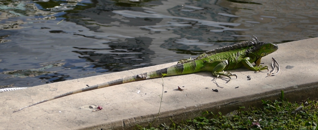 Iguane Vert Iguana Iguana Fort Lauderdale Floride Riverwalk