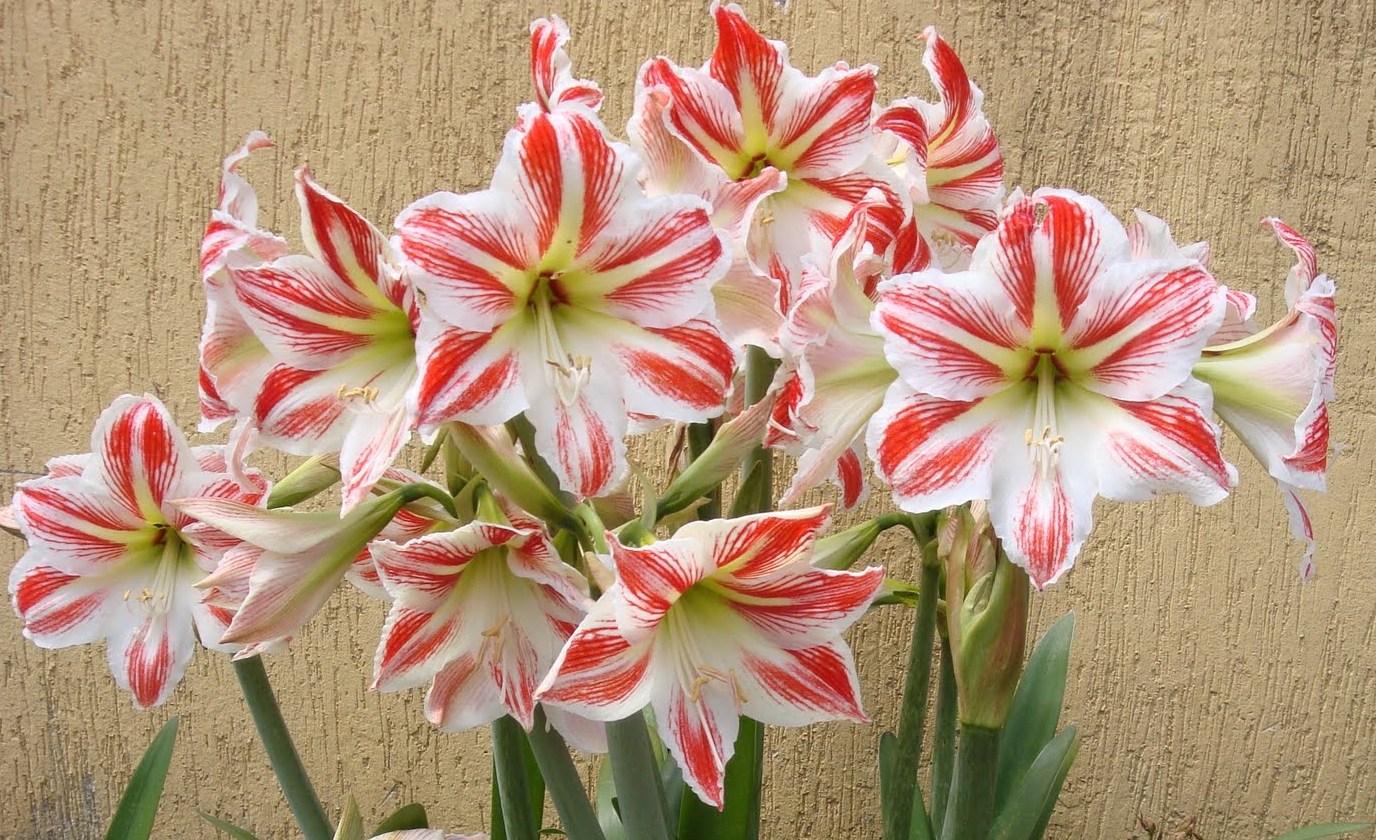 terraviva: Amarilis e Magnólia (Tulipa de Jardim)