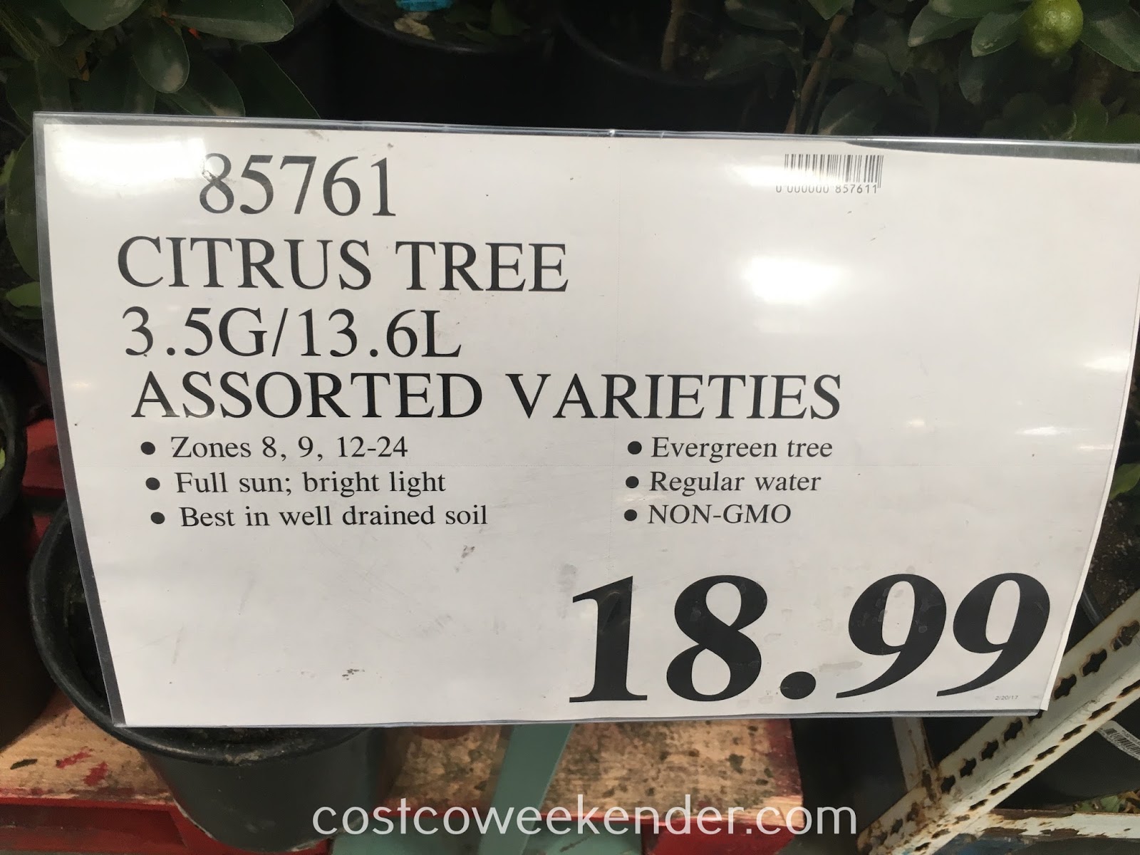 Citrus Fruit Tree Assorted Varieties (Orange, Lemon, Kumquat, Lime