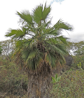 Brahea brandegeei, Brandegee's Fan Palm