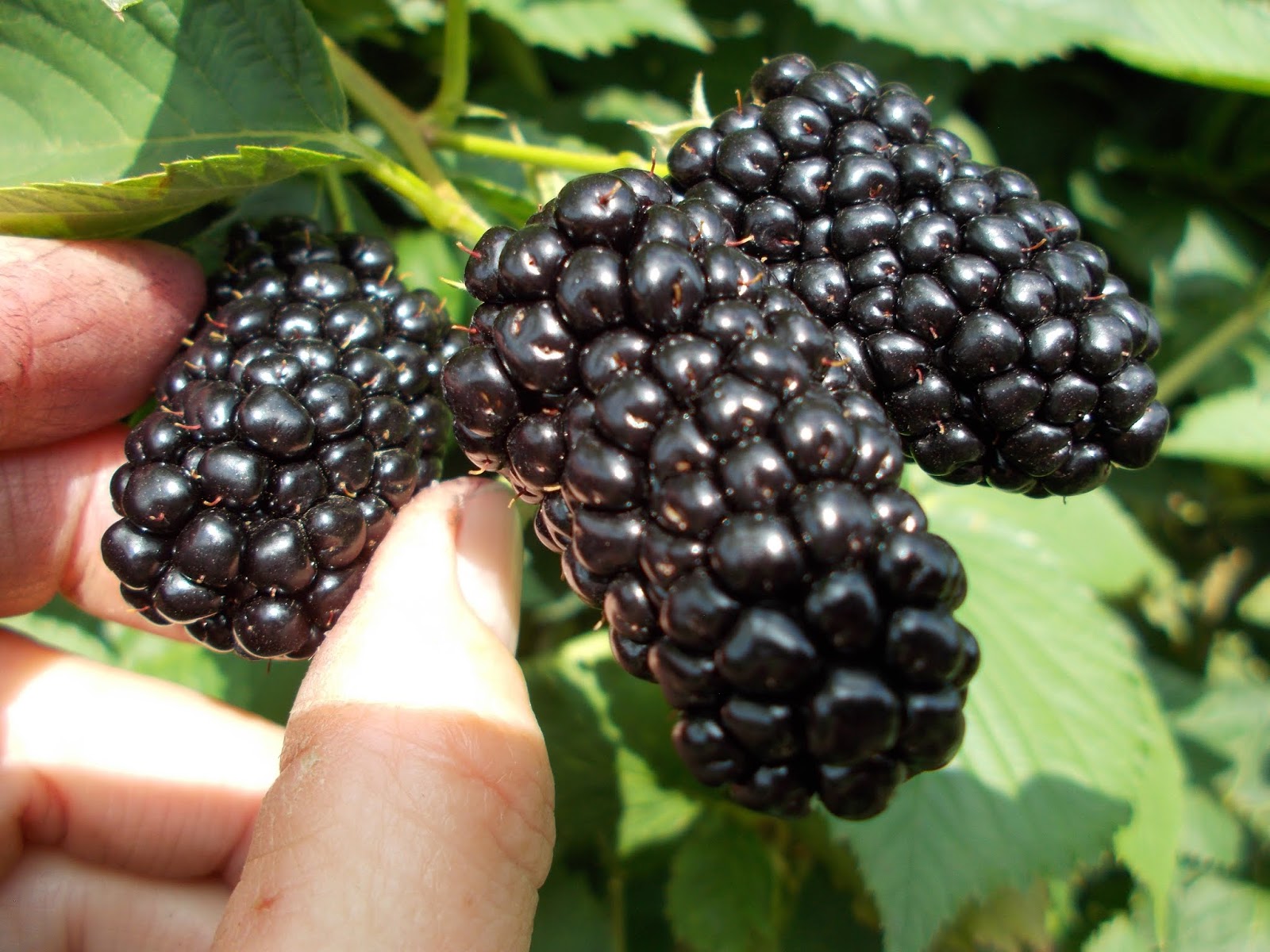 Brenda's Berries & Orchards Many Thornless Blackberries Ripe Now