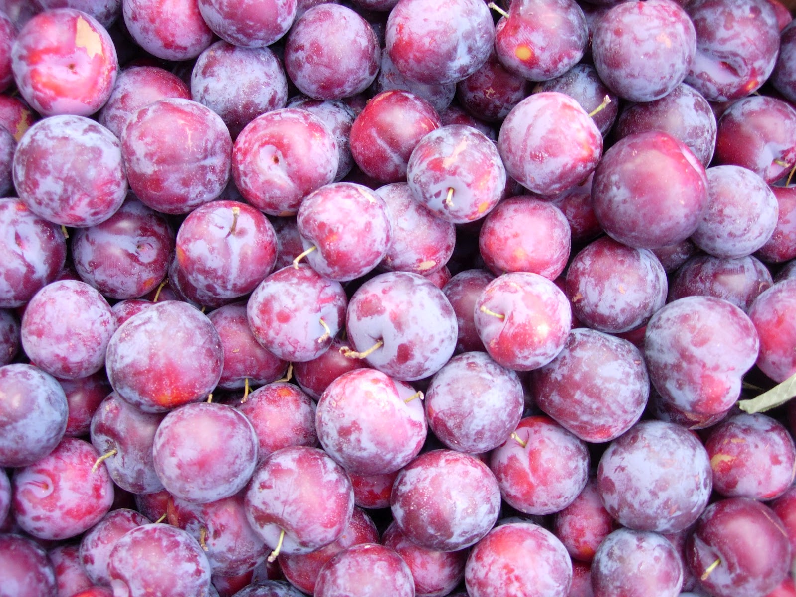 Matthiasson Vineyard The Santa Rosa Plum