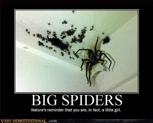 How Can I Kill Spiders In My Car How Can I Kill Spiders In My Car