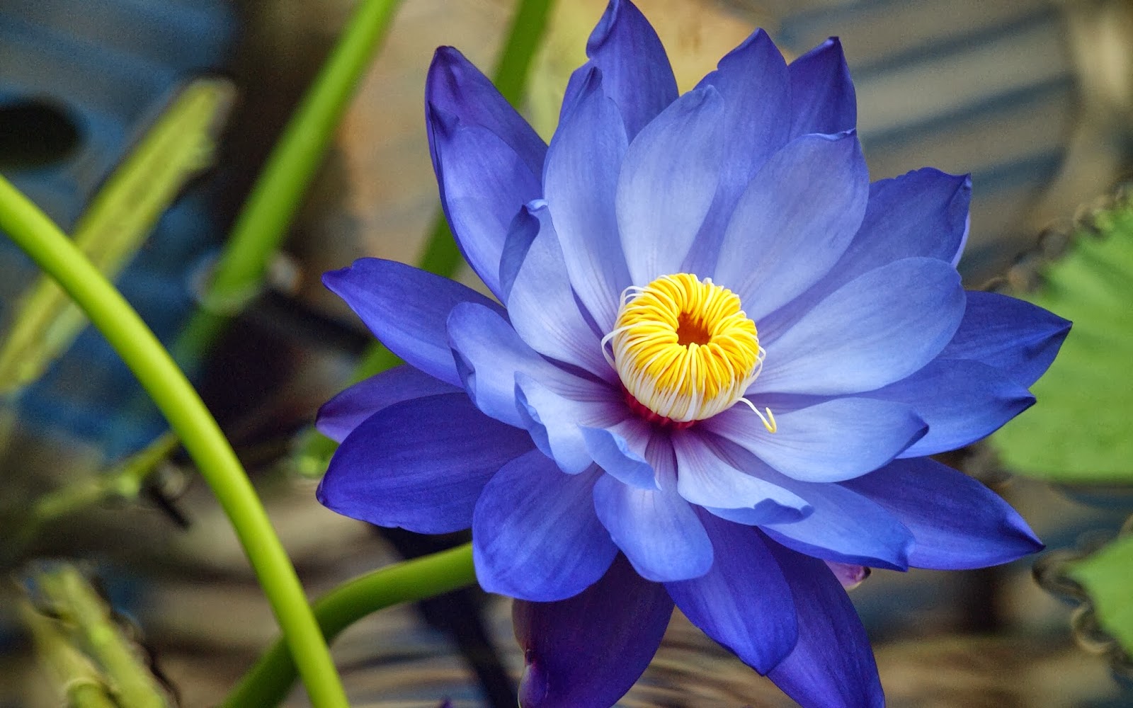 HD Wallpapers Desktop: Blue Flower HD Wallpapers