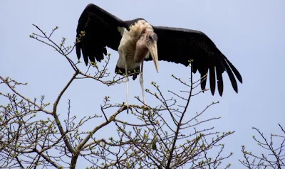 50 Awesome Birds You Can See in Uganda: Marabou Stork in Entebbe Botanical Gardens
