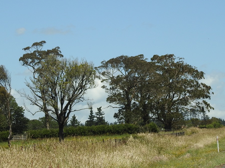photographing New Zealand macrocarpa house
