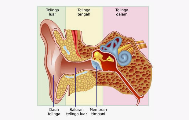 Bagian Bagian Telinga dan Fungsinya Gambar Ilustrasi 
