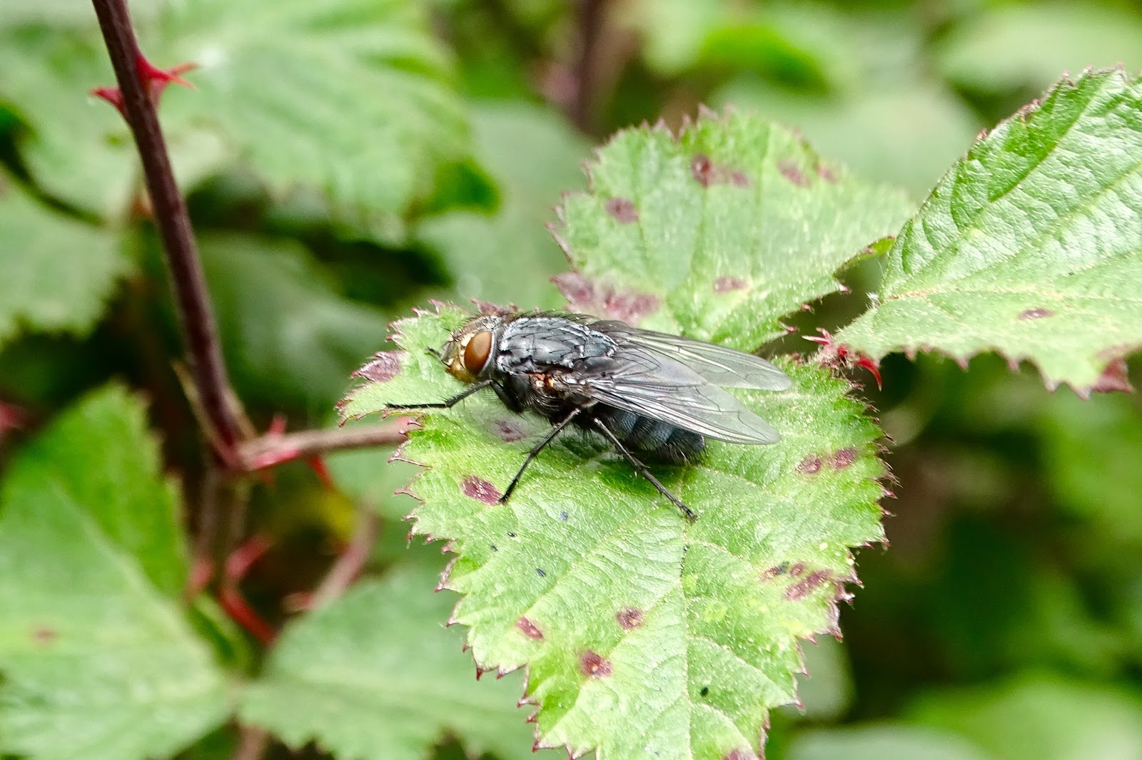 SANTIMETALIA FOTOGRAFÍAS DE MOSCAS METÁLICAS CALLIPHORA VICINA