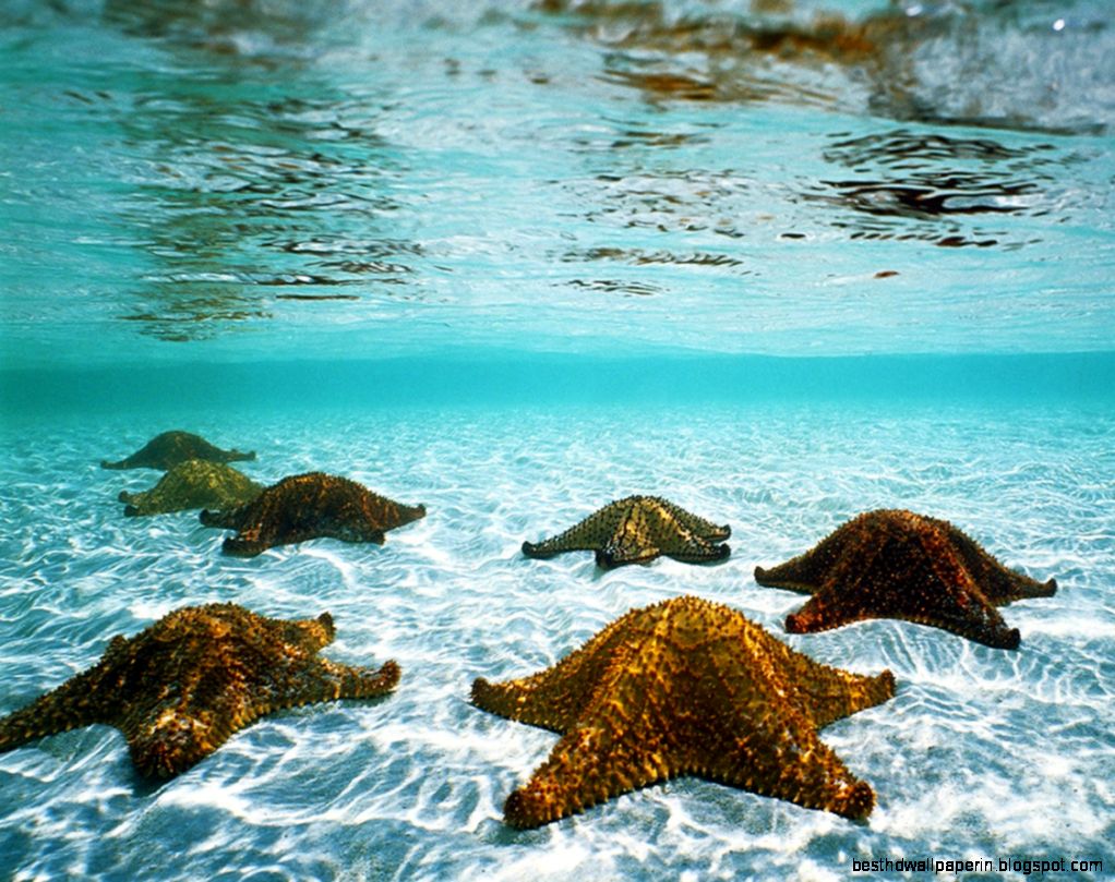 Cool Wallpapers 3d Animated Wallpapers For Mac
