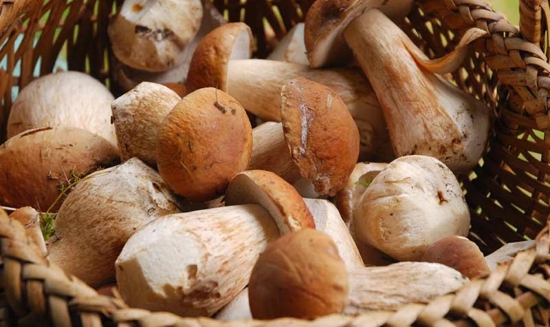 Cachorro pode comer cogumelo Clearance