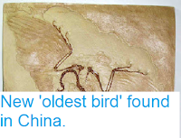 https://sciencythoughts.blogspot.com/2011/07/new-oldest-bird-found-in-china.html