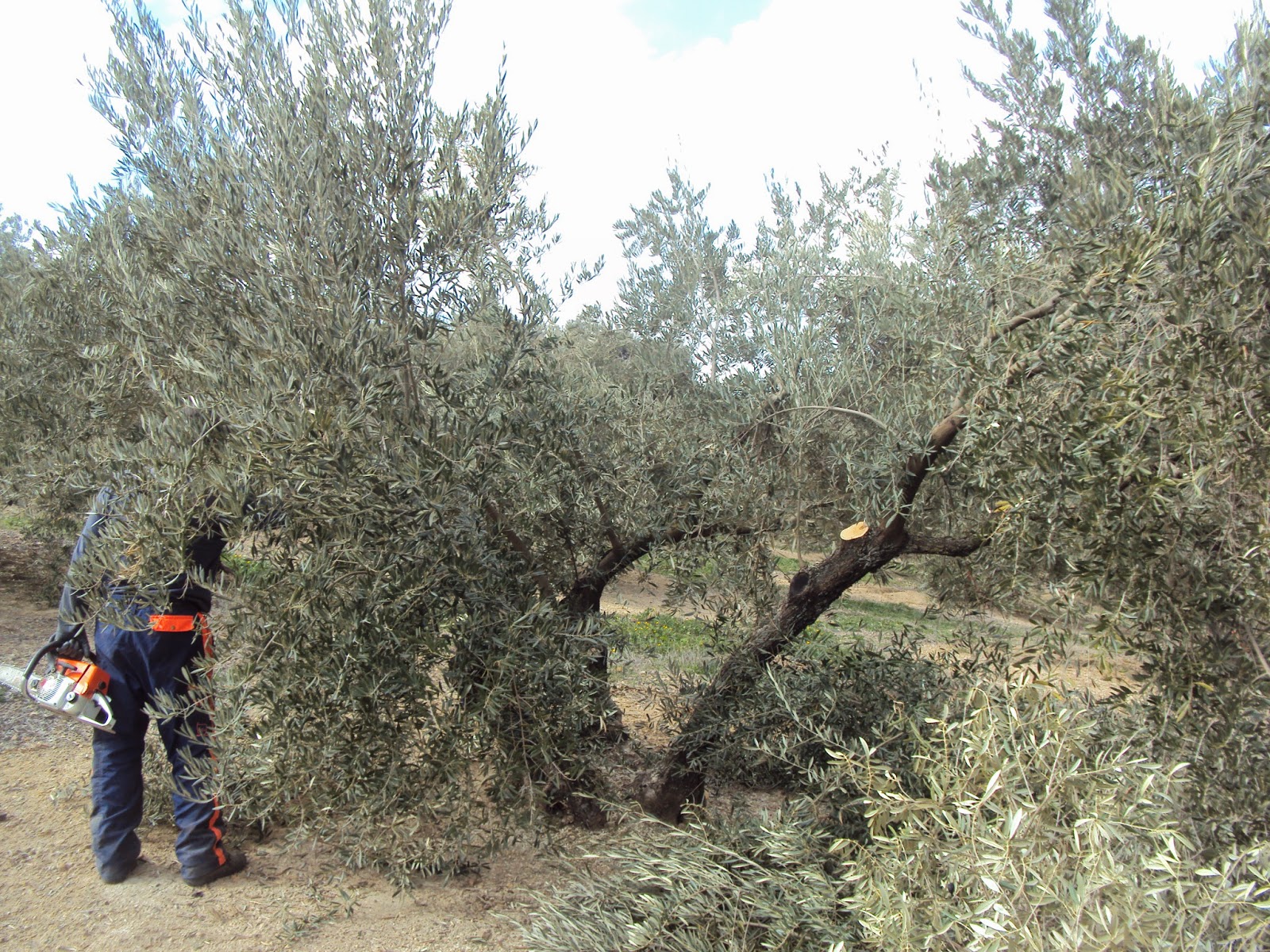 En un jardín...: Poda de olivos