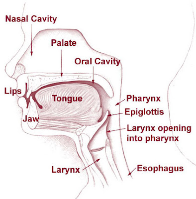 Pharynx, Nose, Mouth, Throat cross section