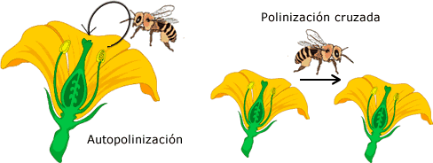 polinizacion