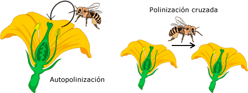 Polinización