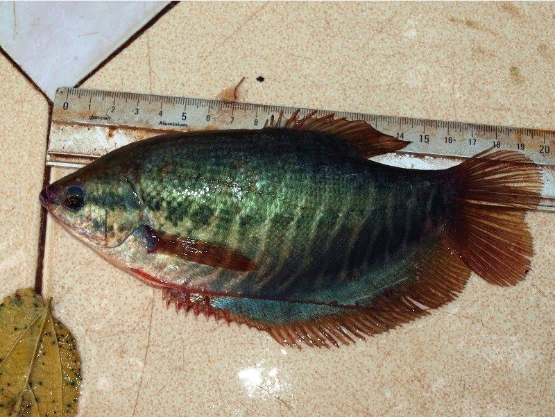 Ikan Sepat Siam? Ini Dia Klasifikasi dan Ciri Morfologinya Ikan Sepat Siam? Ini Dia Klasifikasi dan Ciri Morfologinya