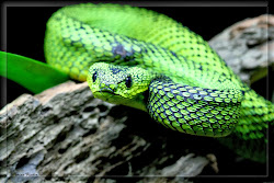 viper bush african tree variable leaf wallpapers common lakes downloads desktop read