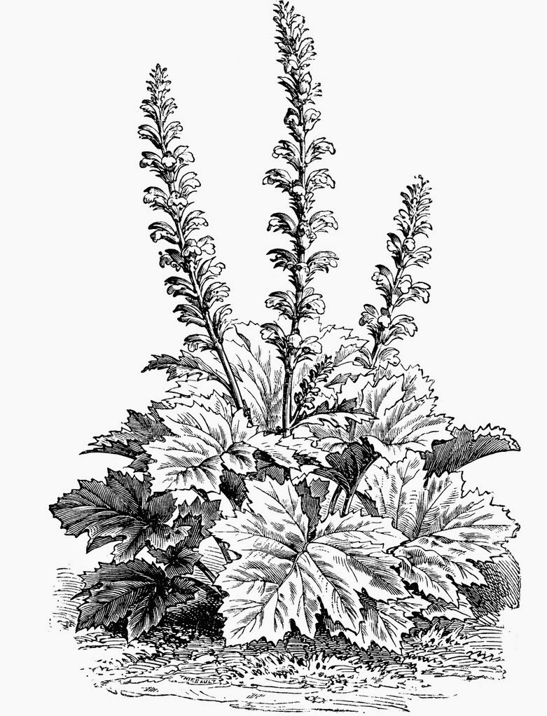 Quilt History Reports: Acanthus Plant - New Pattern Added to my Collection