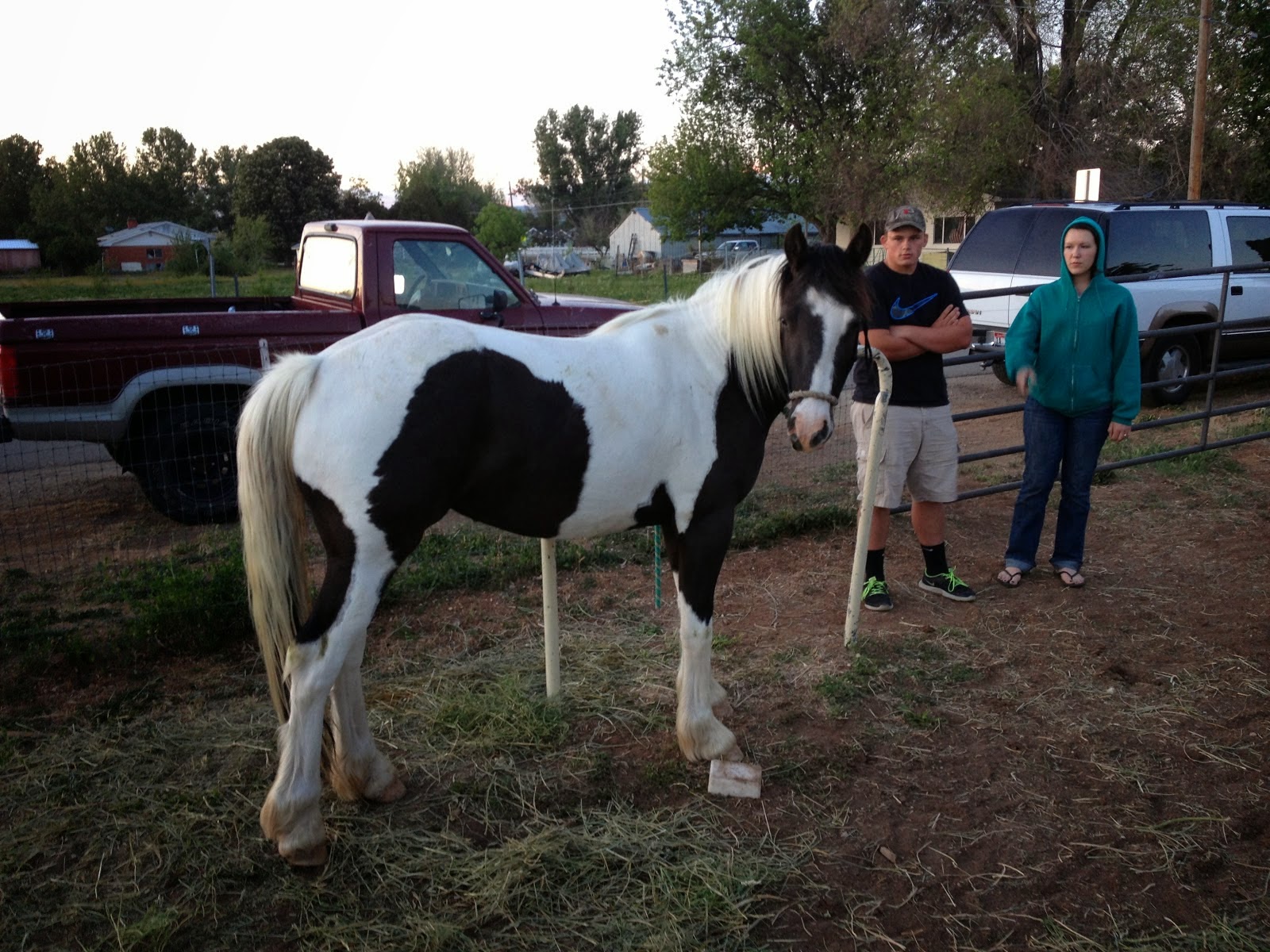 Hope and Horses Horse Color Tobiano
