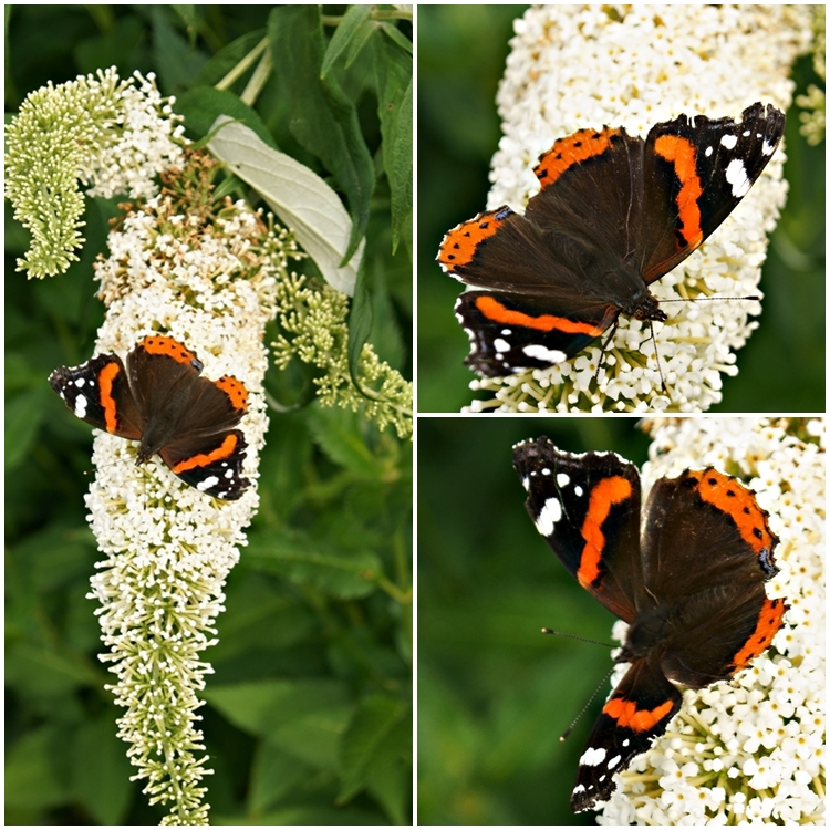 Blog + Fotografie by it's me! - Collage eines Admirals auf Sommerflieder