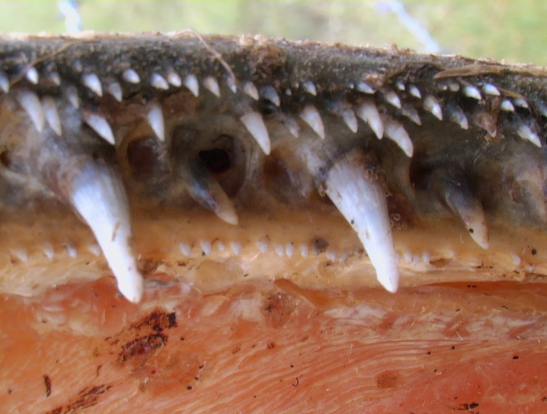 Monster Fish Alligators Gars