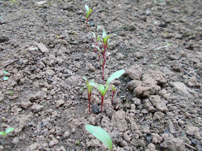 Beetroot seedlings 80 Minute Allotment Green Fingered Blog