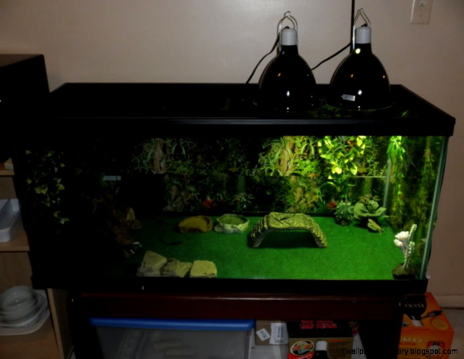 bearded dragon 55 gallon tank setup