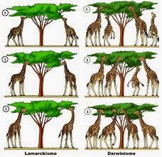 Sejarah Munculnya Teori Evolusi Materi Sma Online