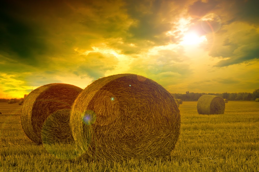 Make Hay Anuj Mor: Essay - Make Hay While The Sun Shines