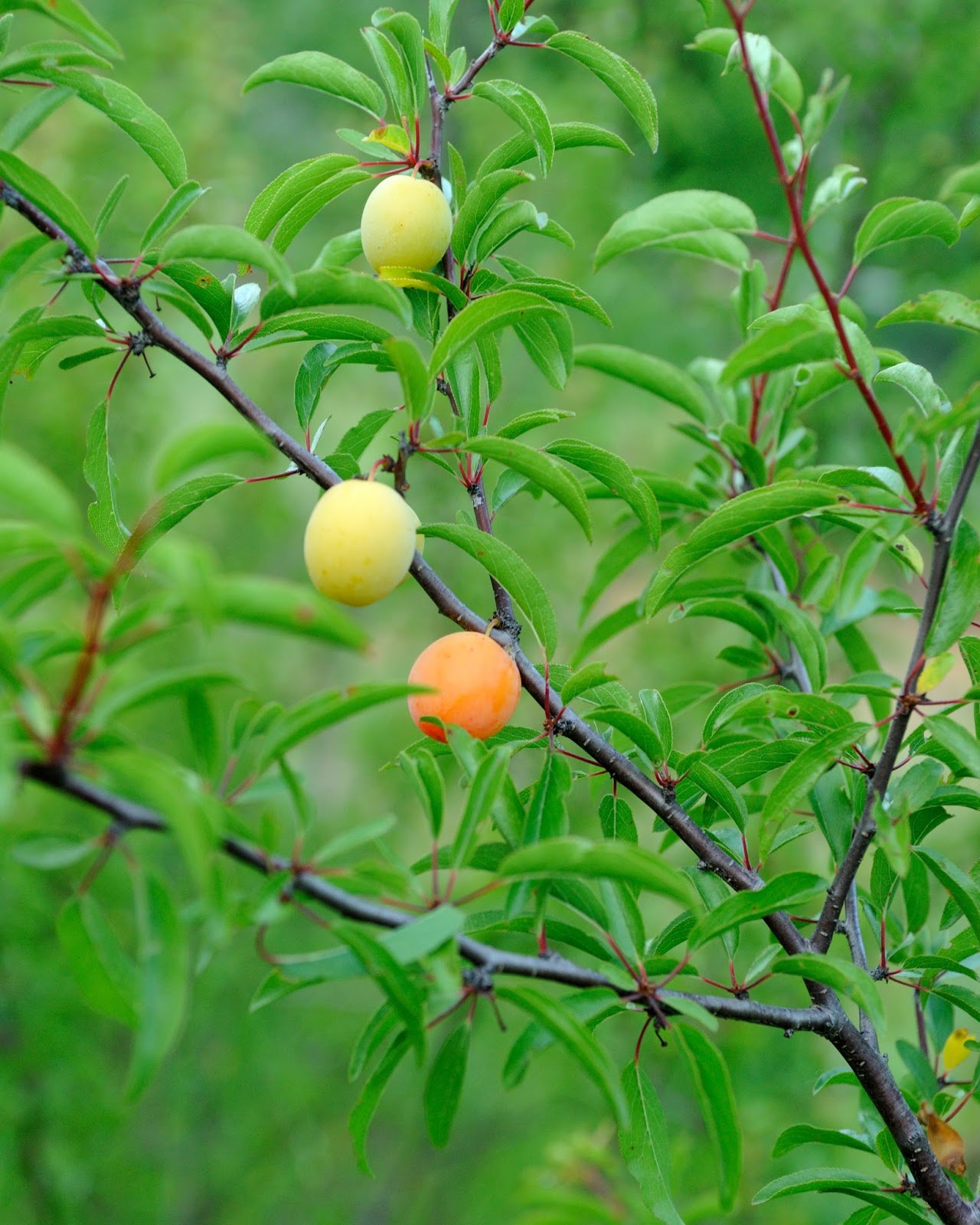 Sand Plum is Chickasaw Plum, Sand Hill Plum, Mountain Cherry, Prunus