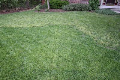 Adventures In Gardening: Tall fescue 3 weeks after Certainty applictaion