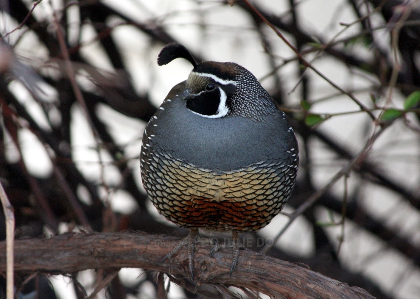 Birds Male California Quail