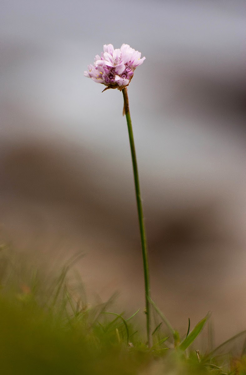 Madera de Olmo: JAIZKIBEL. ARMERIA EUSCADIENSIS