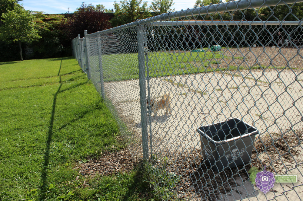 SCG Niagara OFFLEASH Dog Parks of Niagara