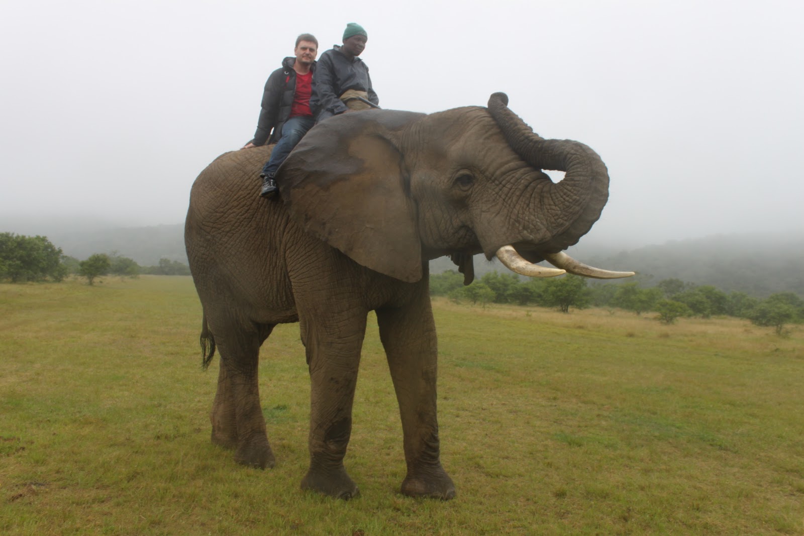 Roetastic Elephant riding we go