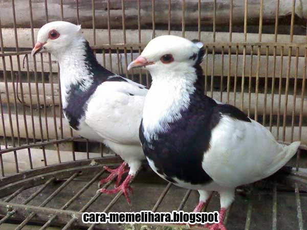 Macam Jenis Dan Corak Warna Merpati Getakan