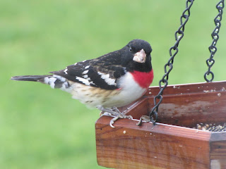 cherokeefox: ARKANSAS BIRDS #2