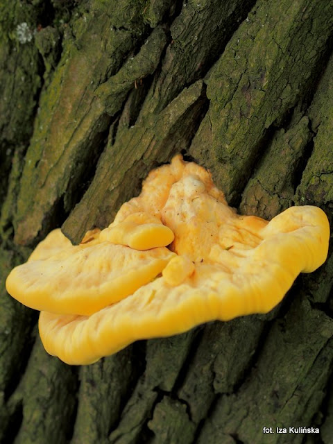 zolciak-siarkowy żółciak siarkowy, chicken of thr woods, grzyby