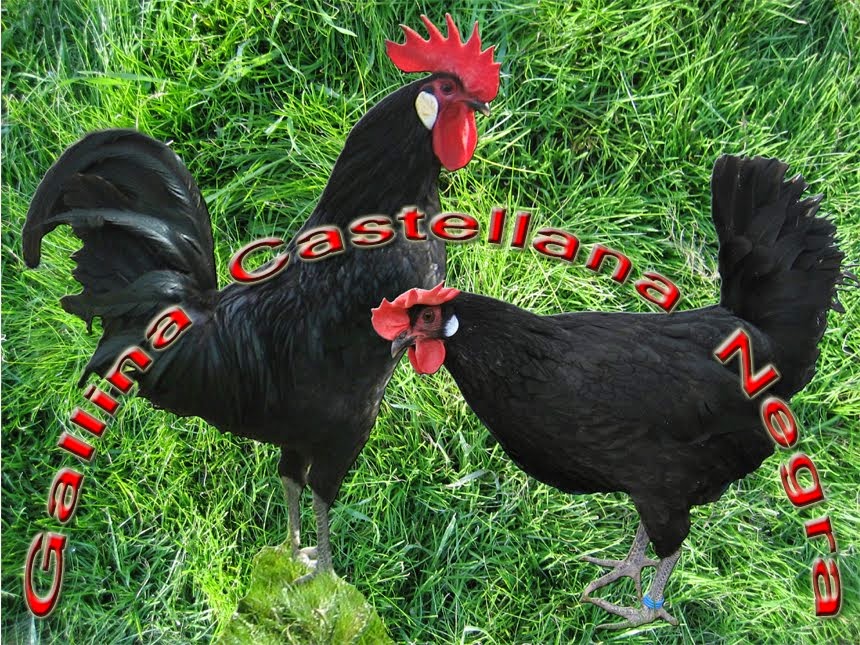 Gallina Castellana Negra