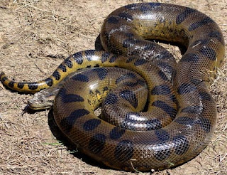 World's Biggest Reptiles